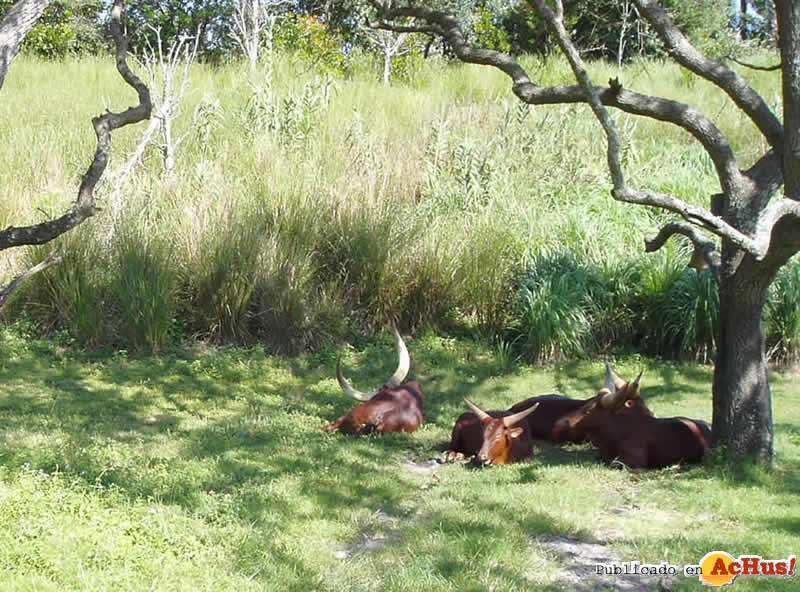 Imagen de Disney´s Animal Kingdom  Kilimanjaro Safaris 2